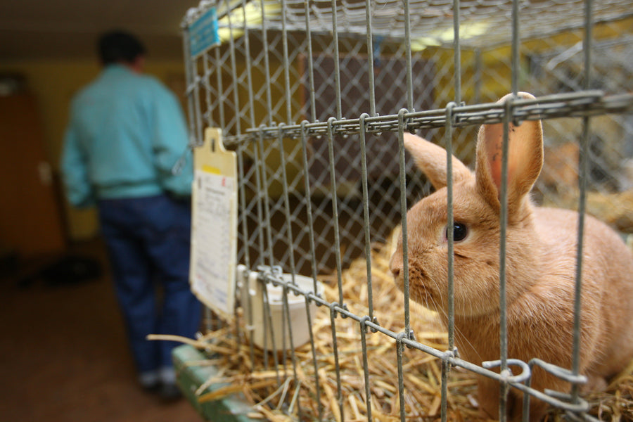 no animal testing
